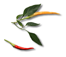 fresh peppers.png