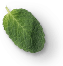 mint leaves 1a.png