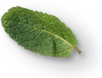 mint leaves 2a.png